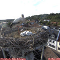 18_25-nest.jpg