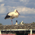 18_35-mast.jpg