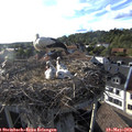 18_35-nest.jpg