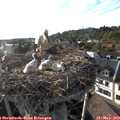 18_40-nest.jpg