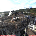 18_50-nest.jpg