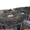 19_00-nest.jpg