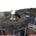 19_05-nest.jpg