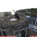 19_10-nest.jpg