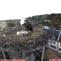 19_15-nest.jpg