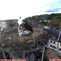 19_20-nest.jpg