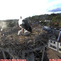 19_25-nest.jpg