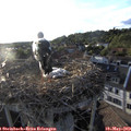 19_30-nest.jpg