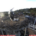 19_35-nest.jpg