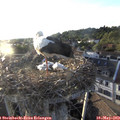 19_40-nest.jpg