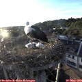 19_45-nest.jpg