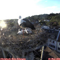 19_55-nest.jpg