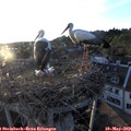 20_05-nest.jpg