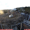 20_15-nest.jpg