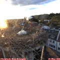 20_25-nest.jpg