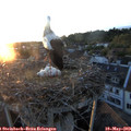 20_40-nest.jpg