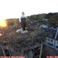 20_45-nest.jpg