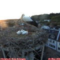 20_55-nest.jpg