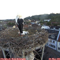 05_35-nest.jpg