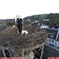 05_40-nest.jpg
