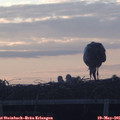 05_45-mast.jpg