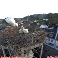 05_45-nest.jpg