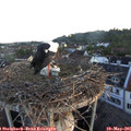 05_50-nest.jpg