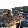 05_55-nest.jpg