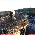 06_00-nest.jpg