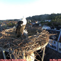 06_05-nest.jpg