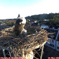 06_10-nest.jpg