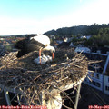 06_15-nest.jpg