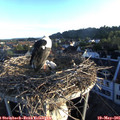 06_20-nest.jpg