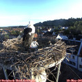 06_25-nest.jpg