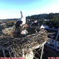 06_30-nest.jpg
