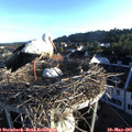 06_35-nest.jpg