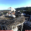 06_55-nest.jpg