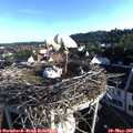 07_00-nest.jpg
