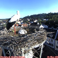 07_15-nest.jpg