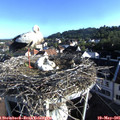07_30-nest.jpg