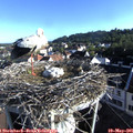07_35-nest.jpg
