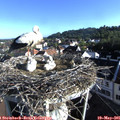 07_45-nest.jpg