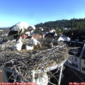 07_50-nest.jpg