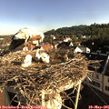 07_55-nest.jpg