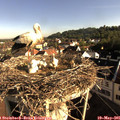 08_00-nest.jpg