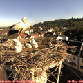 08_05-nest.jpg