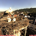 08_10-nest.jpg