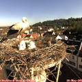 08_15-nest.jpg