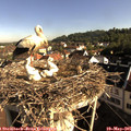 08_20-nest.jpg