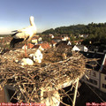 08_25-nest.jpg